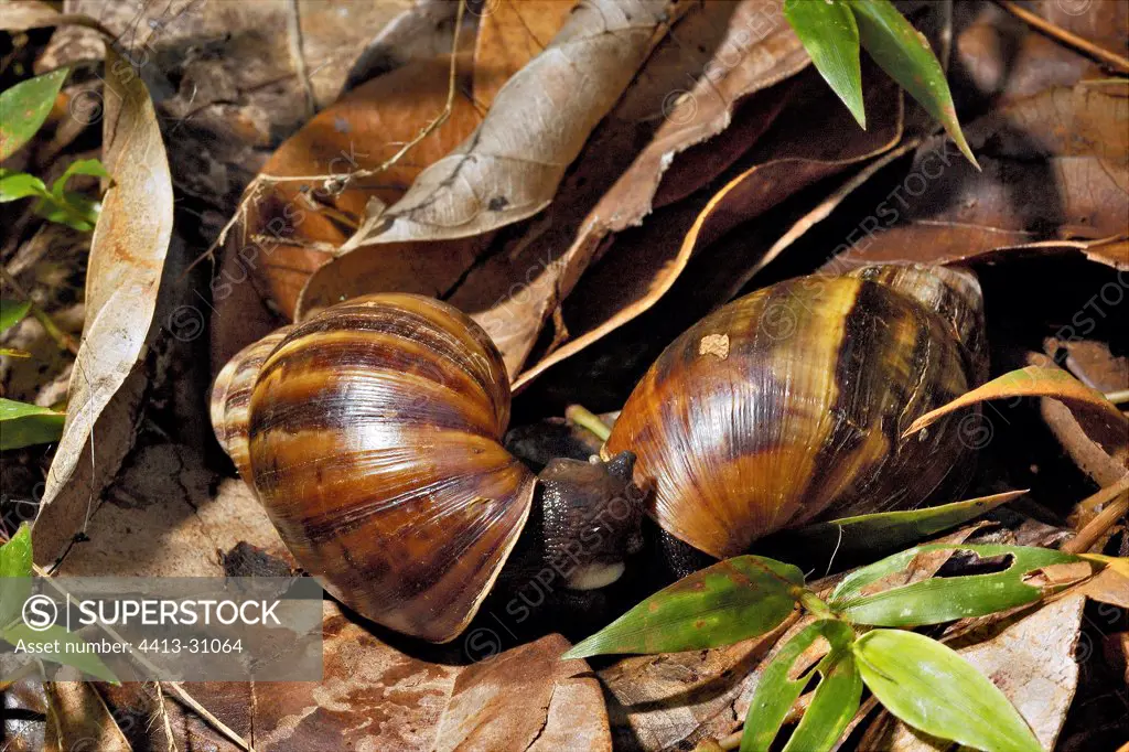 Coupling of Giant African Snail in the leaves