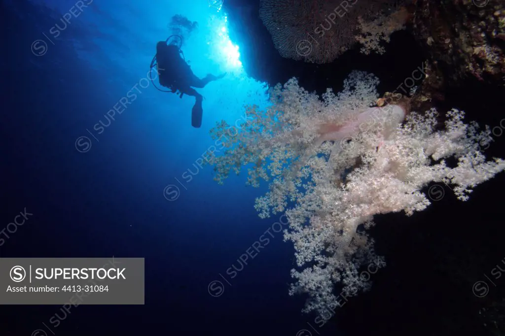 Diver swimming near a sot coral Egypt Red Sea