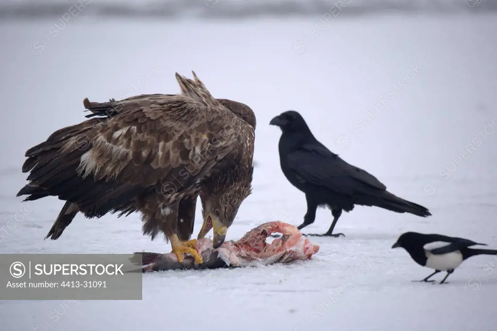 White-tailed Eagle on the floor eating a fish