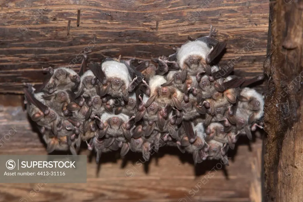 Mouse-eared Bats colonie hibernating and hanged from ceiling