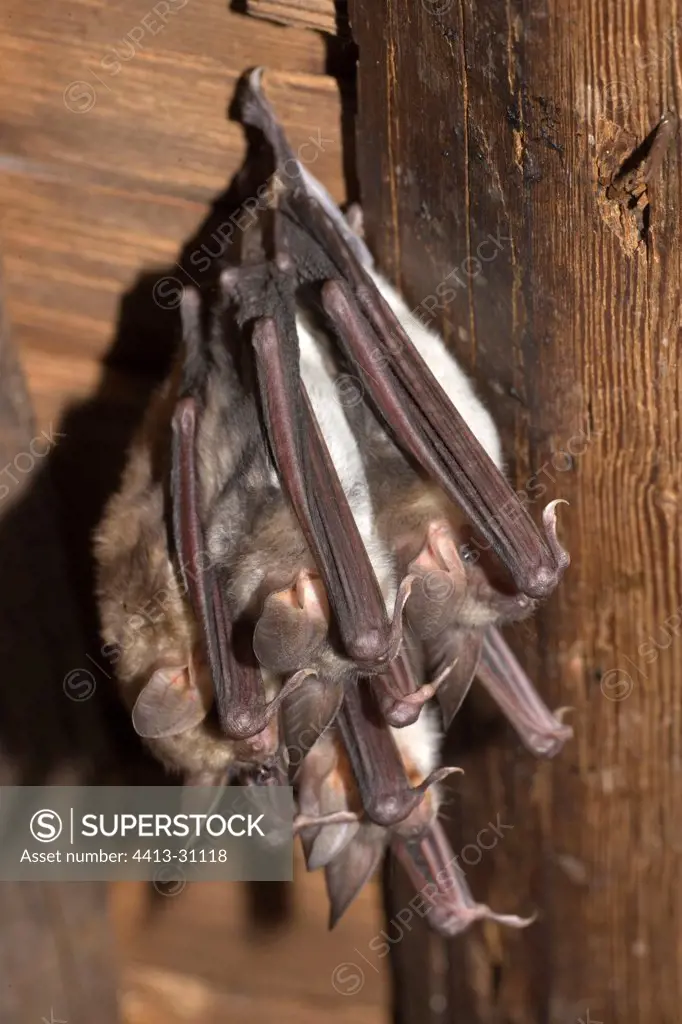 Mouse-eared Bats sleeping hanged from ceiling