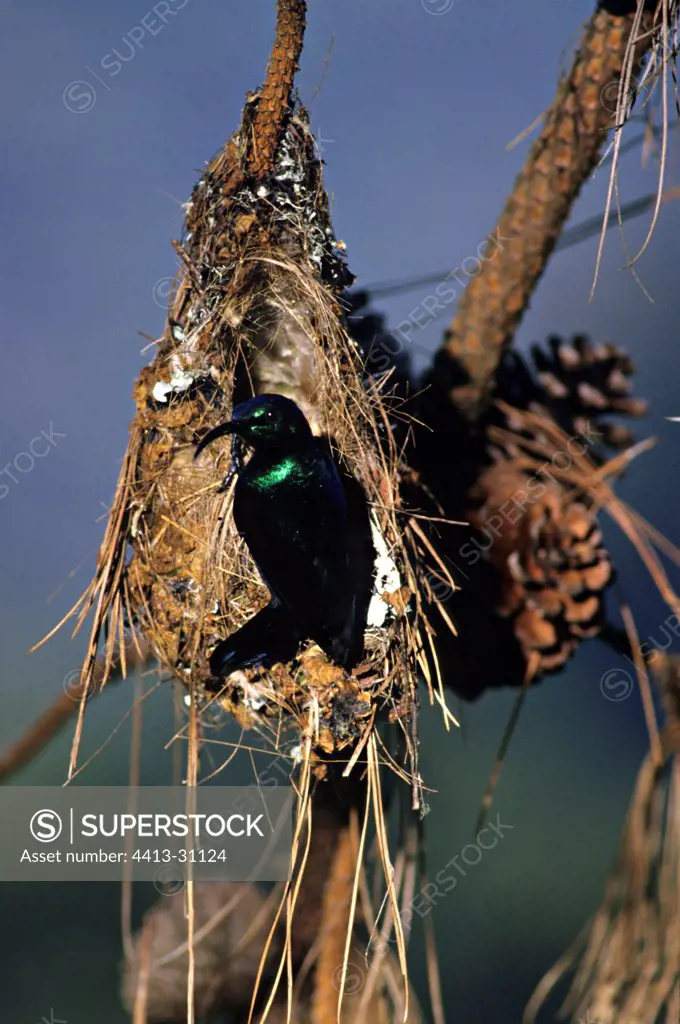 Long-billed Green Sunbird on nest Madagascar