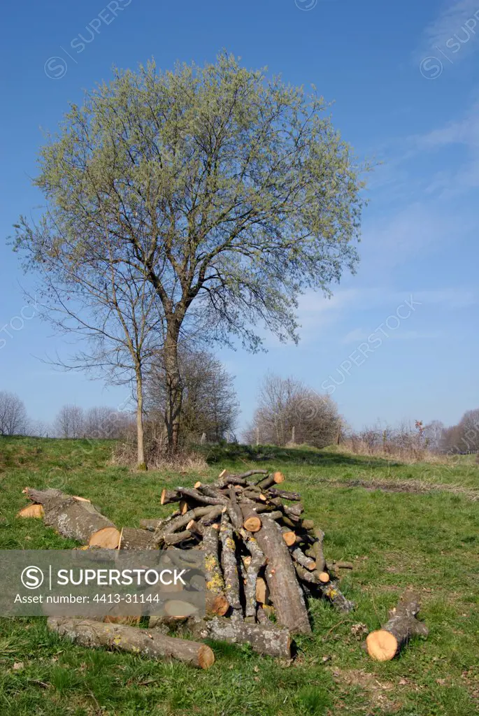 Wood firing stored in a orchard Allenjoie France