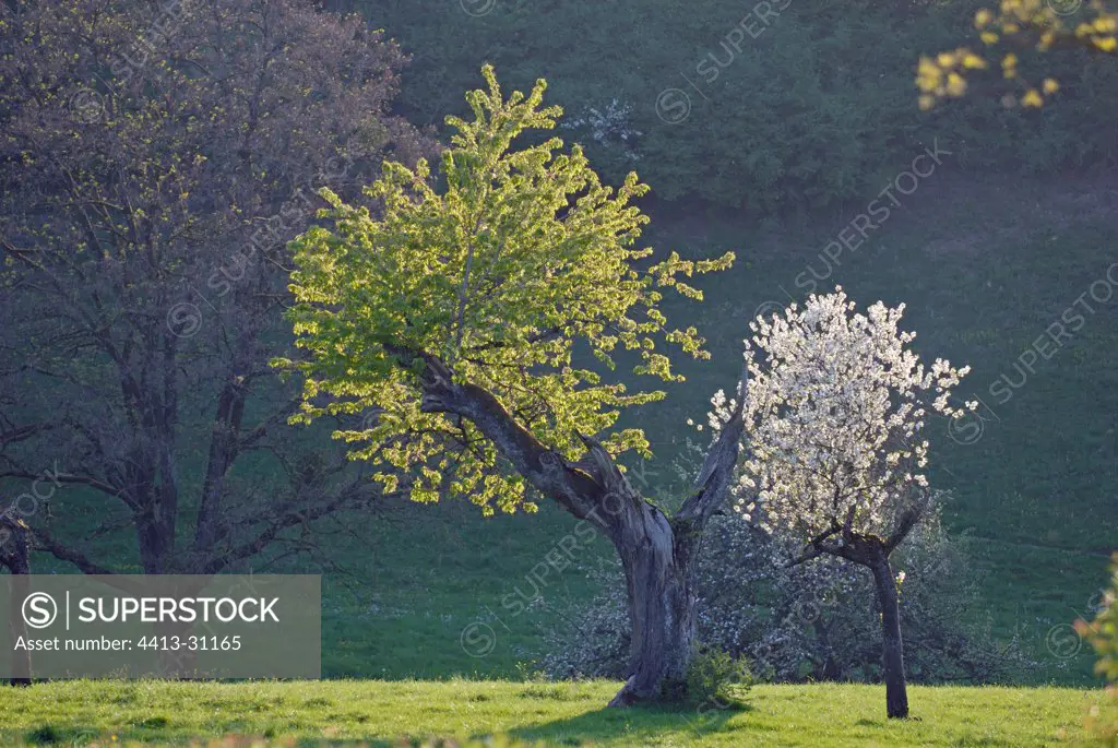 Cherry tree with flowers and dead tree Vandoncourt France