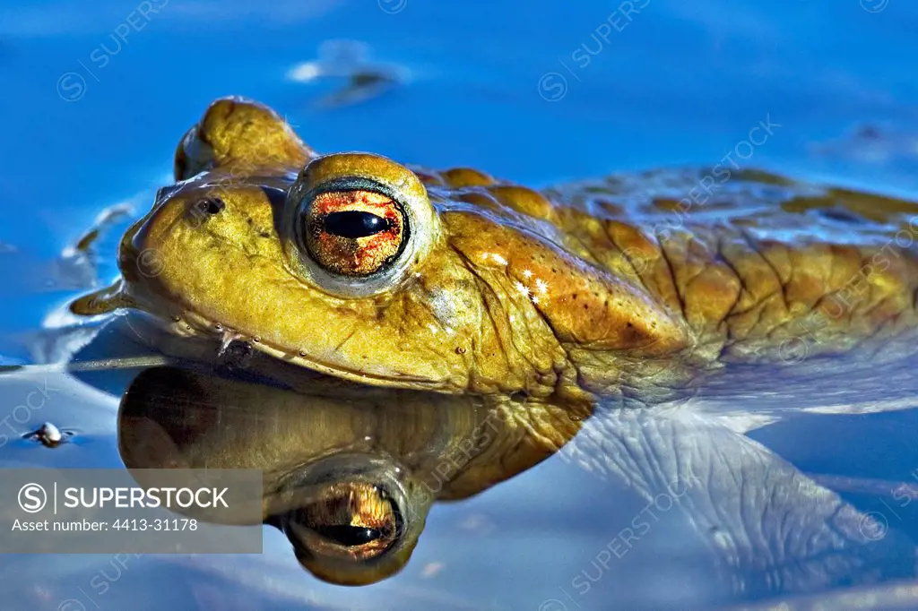 Portrait of a frog swimming in the spring France