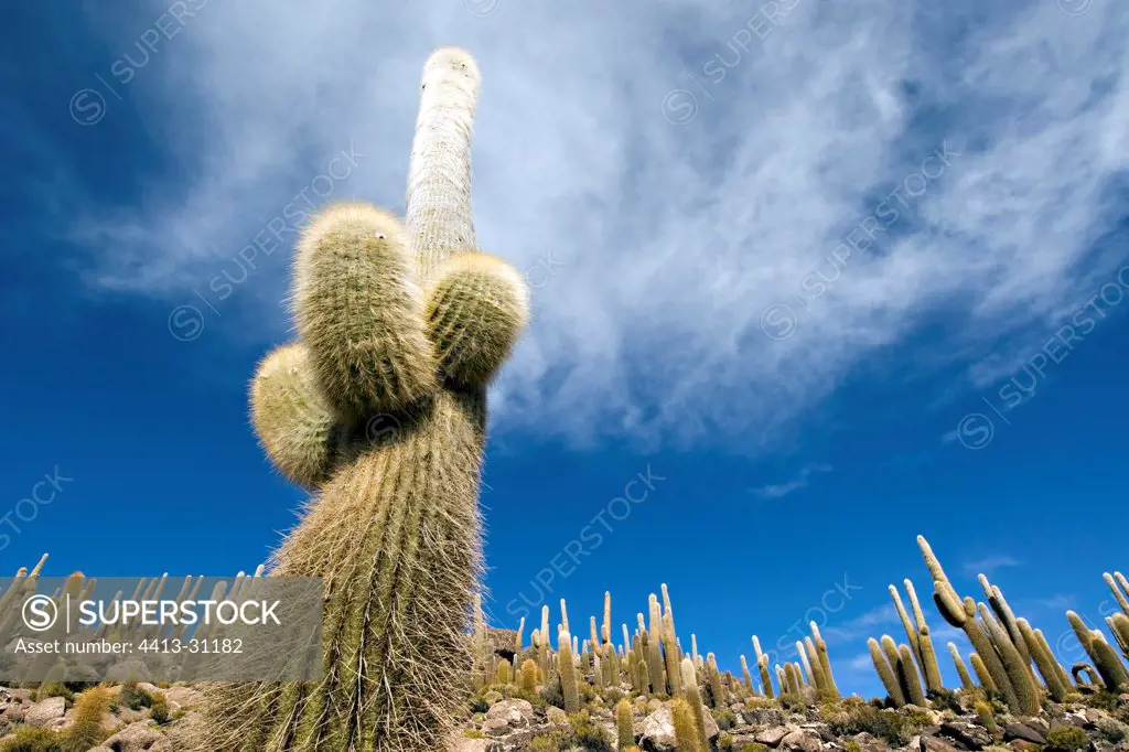 Cactus giants on the Ile de los Pescadores Bolivia