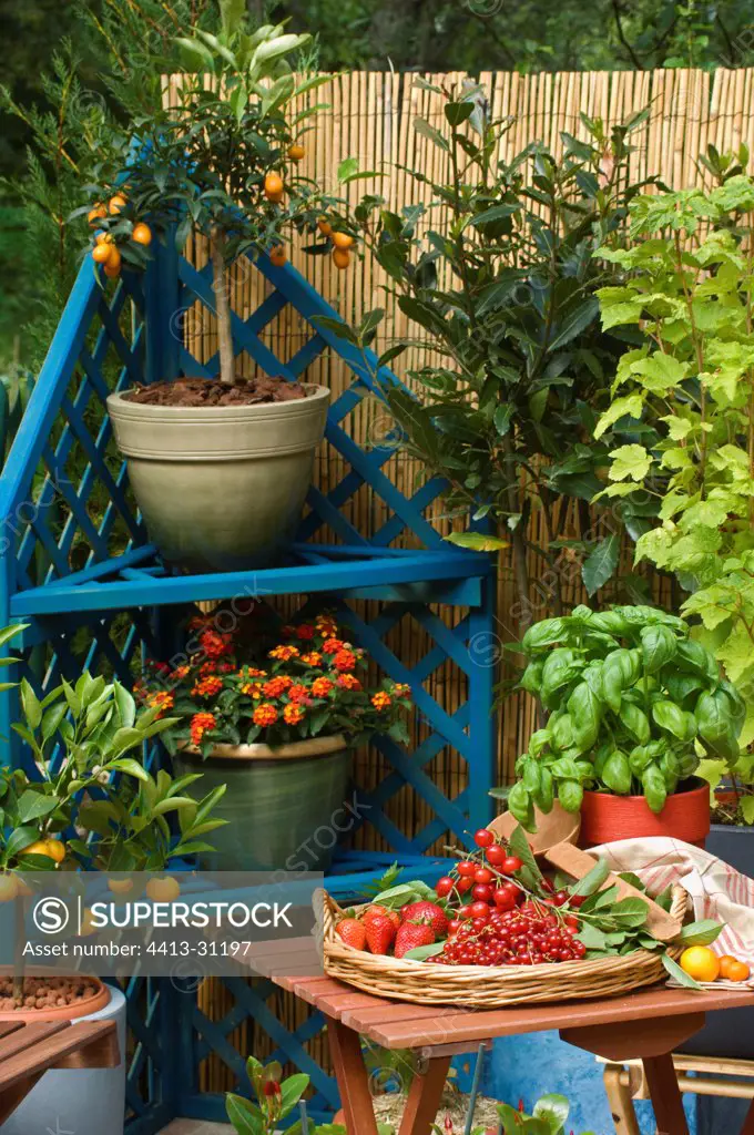 Red fruits and sweet basil on a flowered terrace