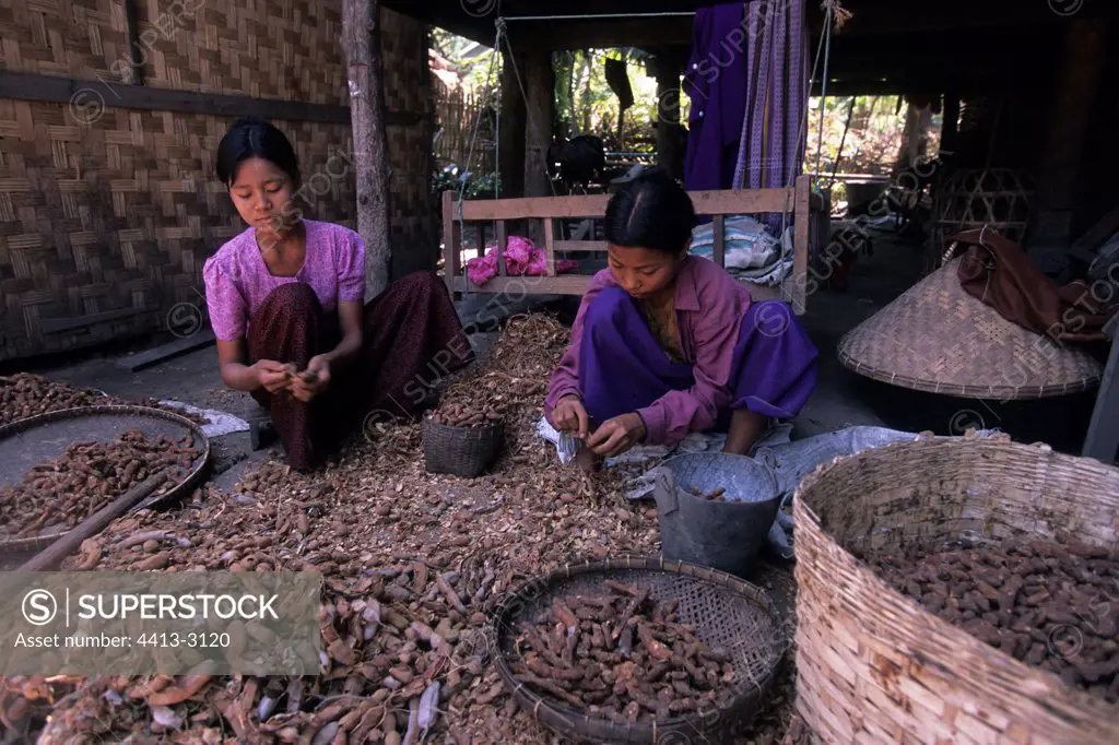 Girl and her mother sorting the harvest of tamarin Myanmar