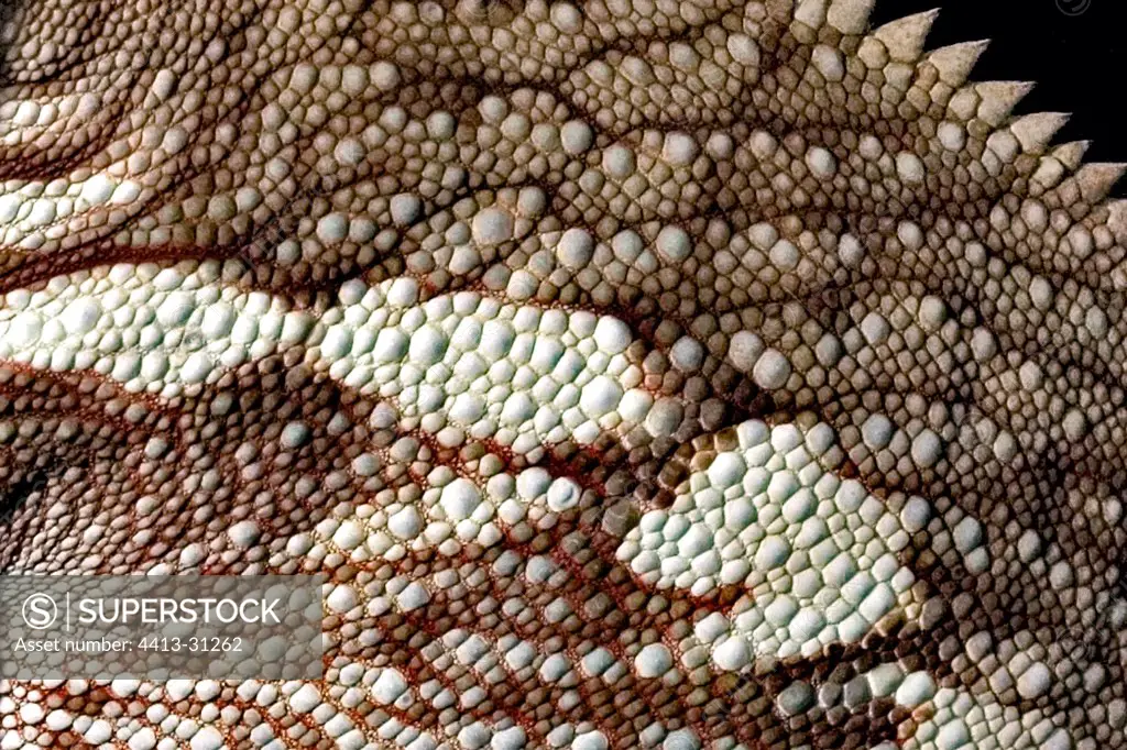Details of the skin of a Panther Chameleon Madagascar