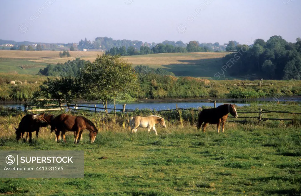 Horses in a meadow in autumn Kachoubia Poland