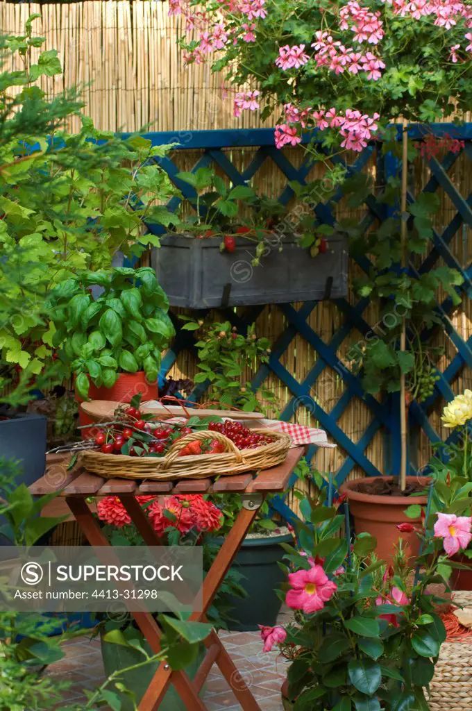 Red fruits and basil on a flowered garden terrace