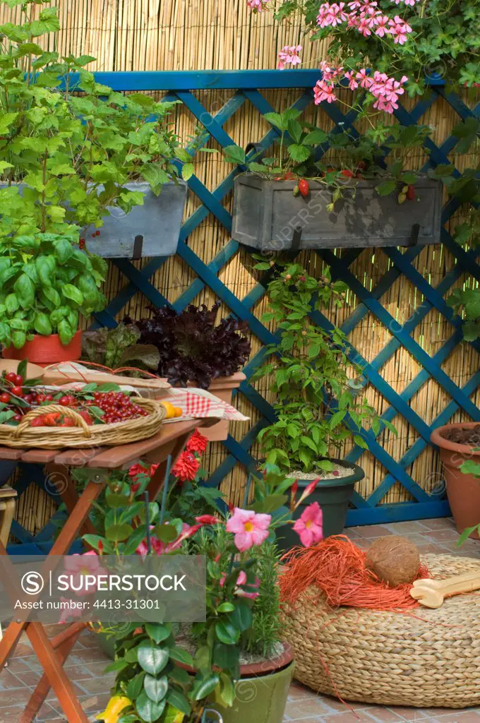 Red fruits and basil on a flowered garden terrace