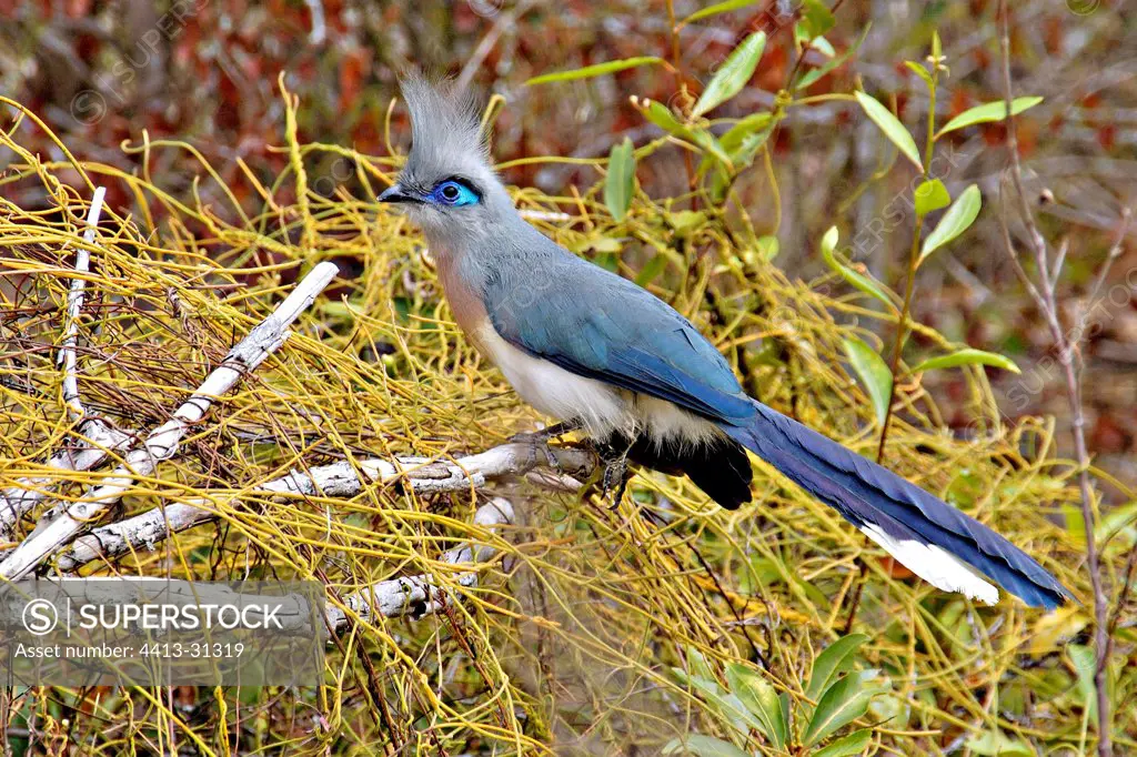 Coua posh blue landed on a branch Madagascar