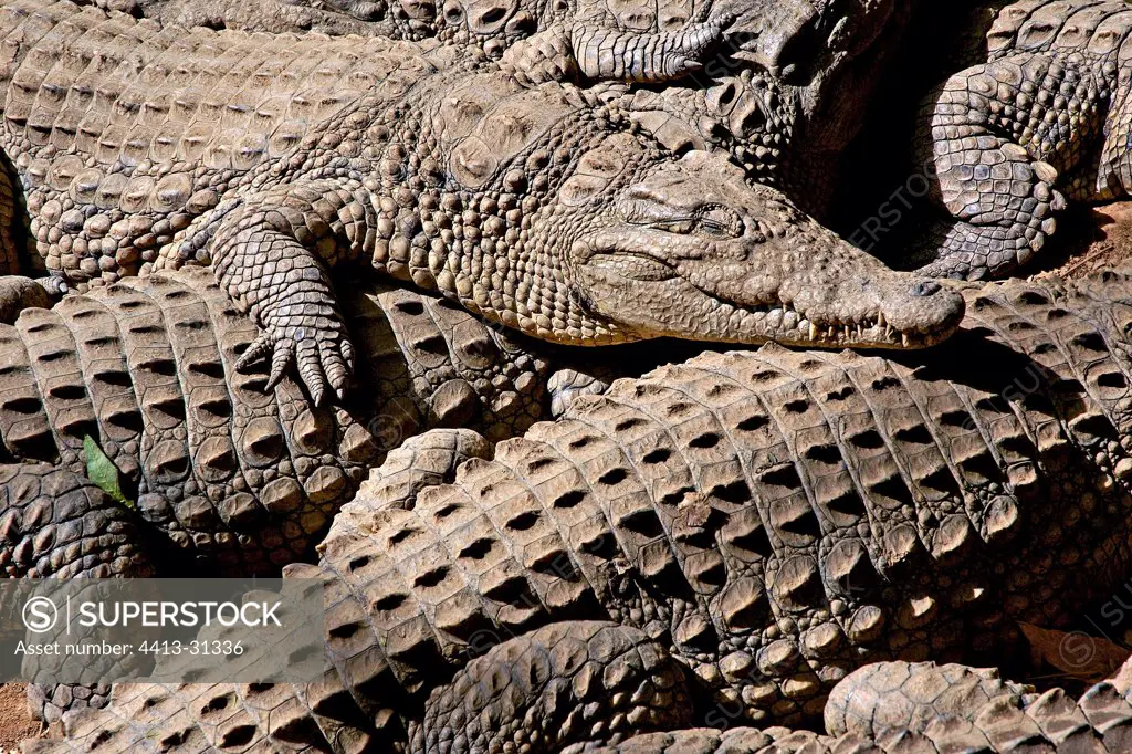 Clusters of Nile Crocodiles superimposed Madagascar