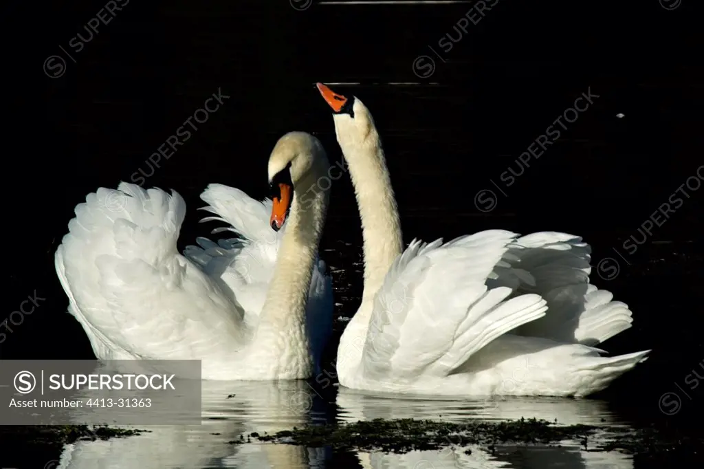 Pair of Swans on a pond Haute France