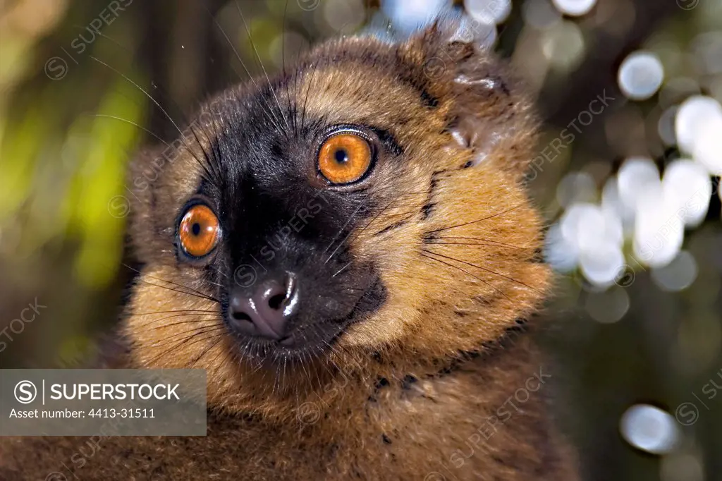 Portrait of a Lémur Collared Madagascar