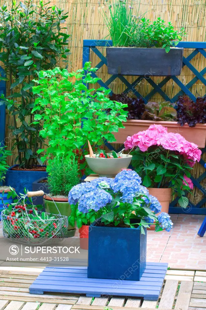 Hydrangea in bloom and fruits on a garden terrace