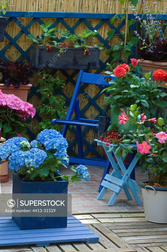 Hydrangea in bloom and fruits on a garden terrace