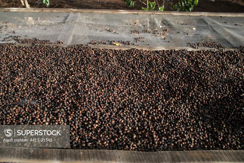 Coffee bean drying at Gibbs Farm Tanzania