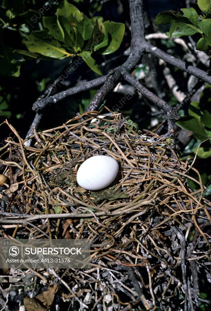 Frigatebird egg in a nest