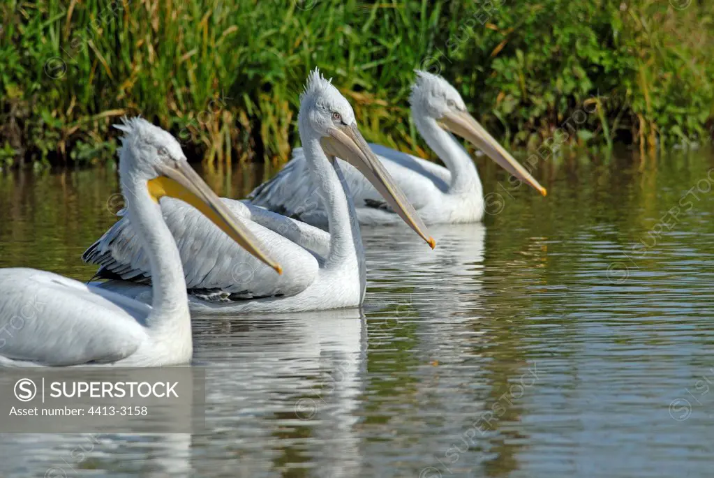 Dalmatian Pelicans on water Sainte-Croix Park Moselle France
