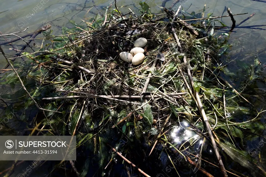 Eggs Great crested Grebe in the nest on Lake Bourget