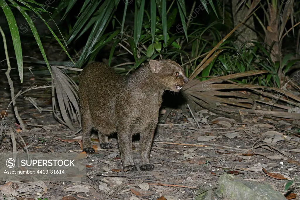 Jaguarundi in a tropical forest Belize