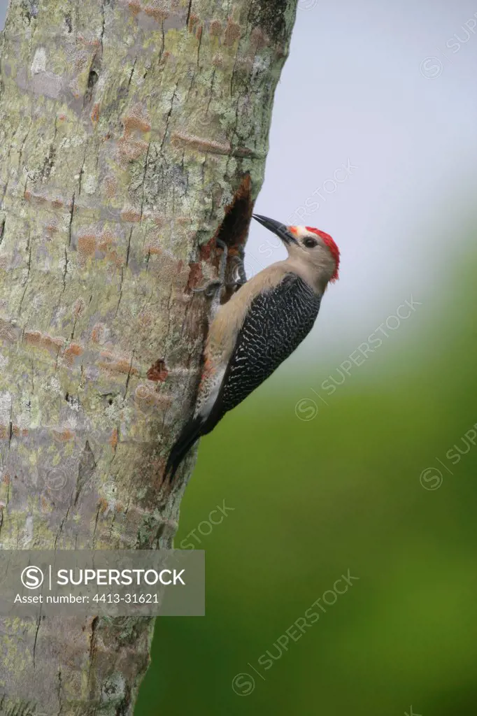 Ladder-backed woodpecker on a trunk Belize