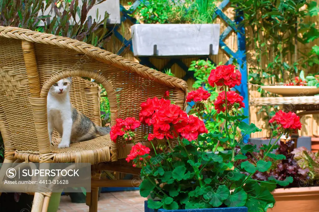 Kitten on a rattan armchair on a garden terrace