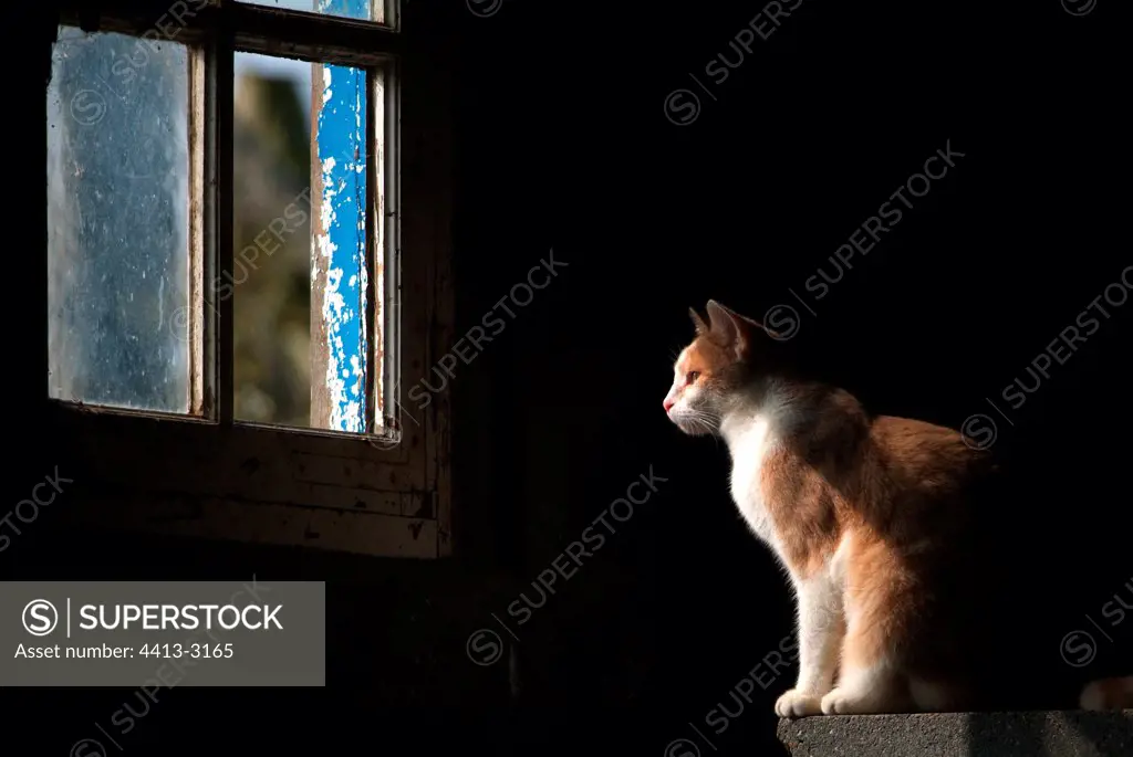 Sitted cat observing the landscape by a window