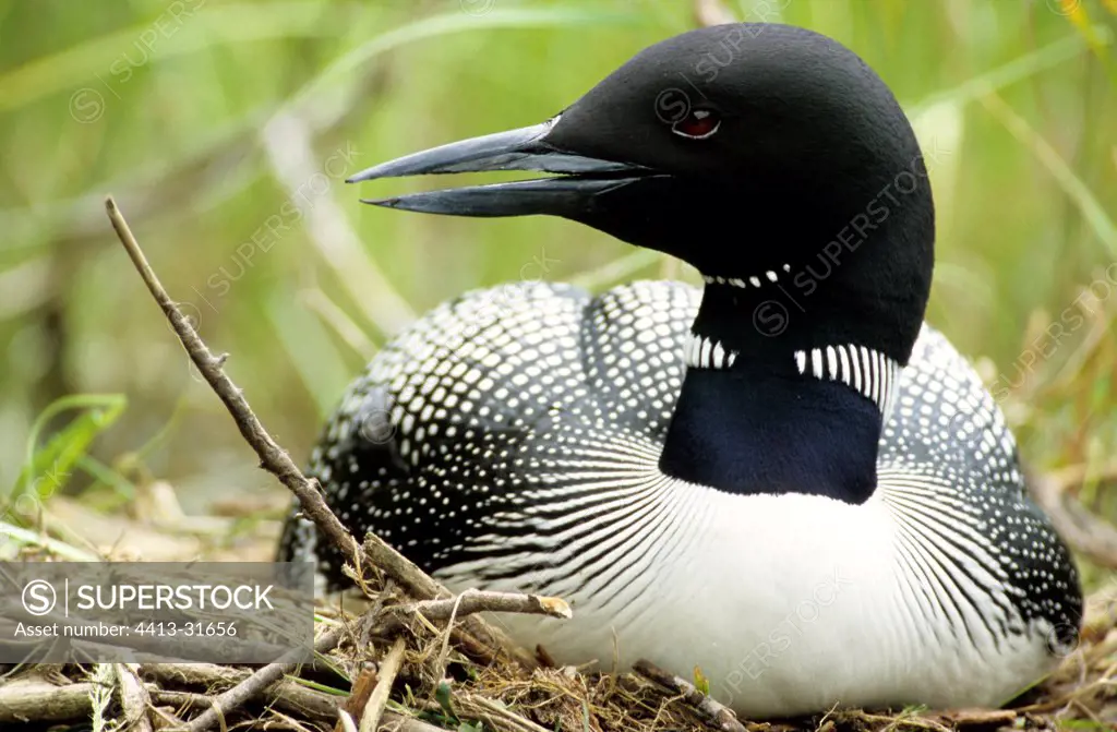 Great northern diver on its nest in NP de la Mauricie Quebec