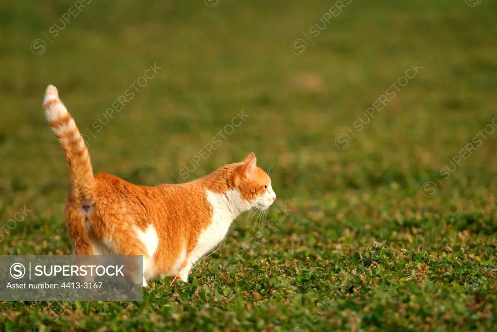 Russet-red cat and white going in grass