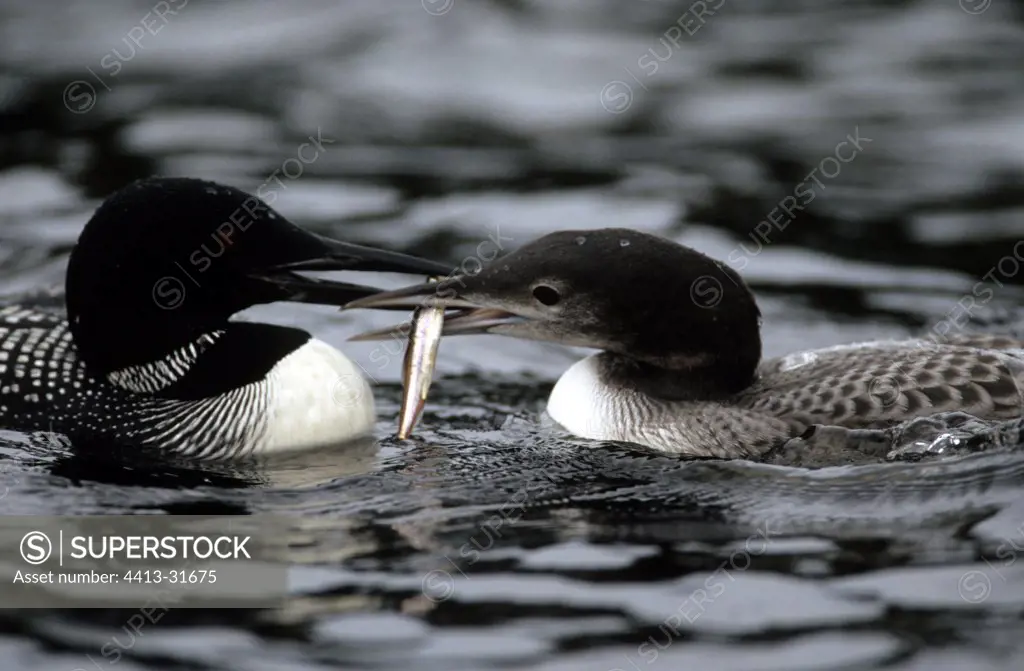 Great northern diver feeding its young in NP de la Mauricie
