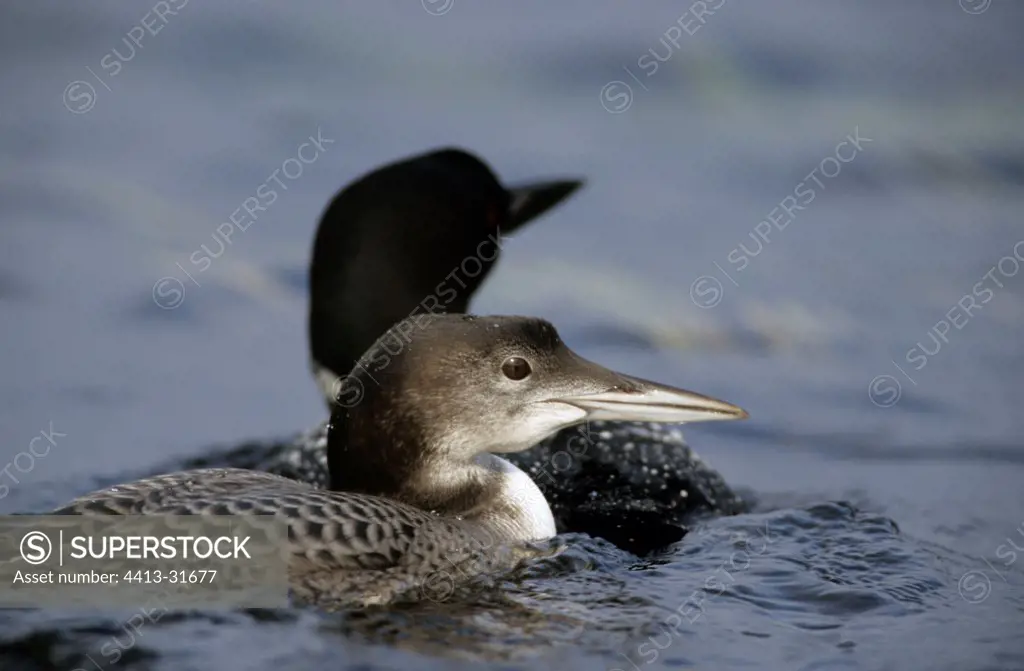 Young and adult Great northern divers in NP de la Mauricie
