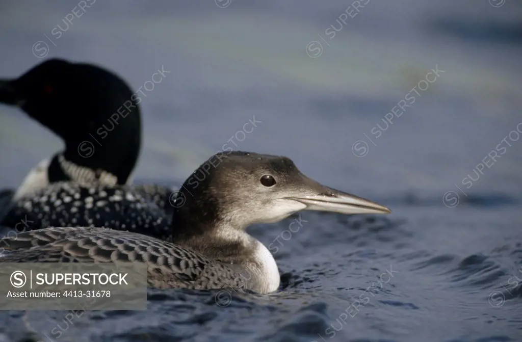 Young and adult Great northern divers in NP de la Mauricie