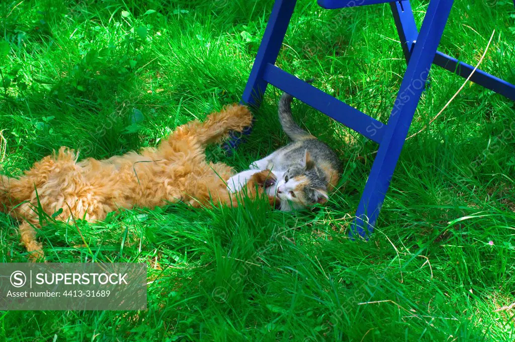 Puppy poodle and kitten playing on the grass in the garden