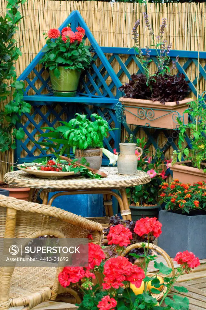 Aromatic plants and lettuces on a flowered terrace