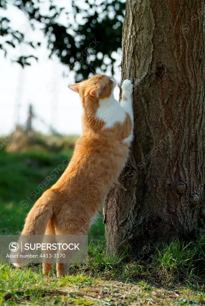 Russet-red cat being made the claws on a tree trunk