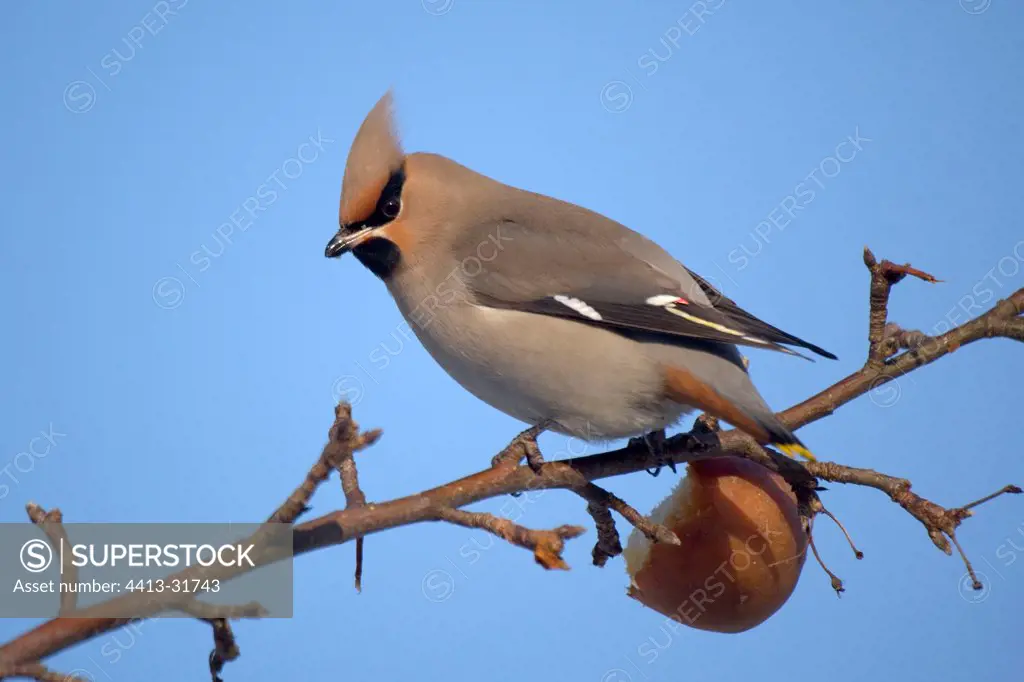 Bohemian Waxwing perched in Pear tree