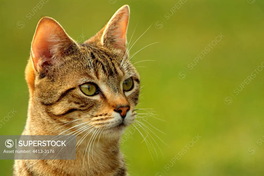 Portrait of an adult cat