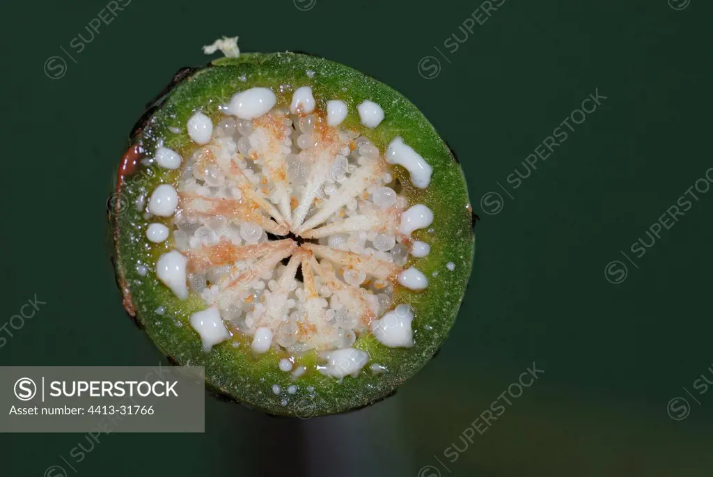 Transversal cut of a Corn poppy capsule France