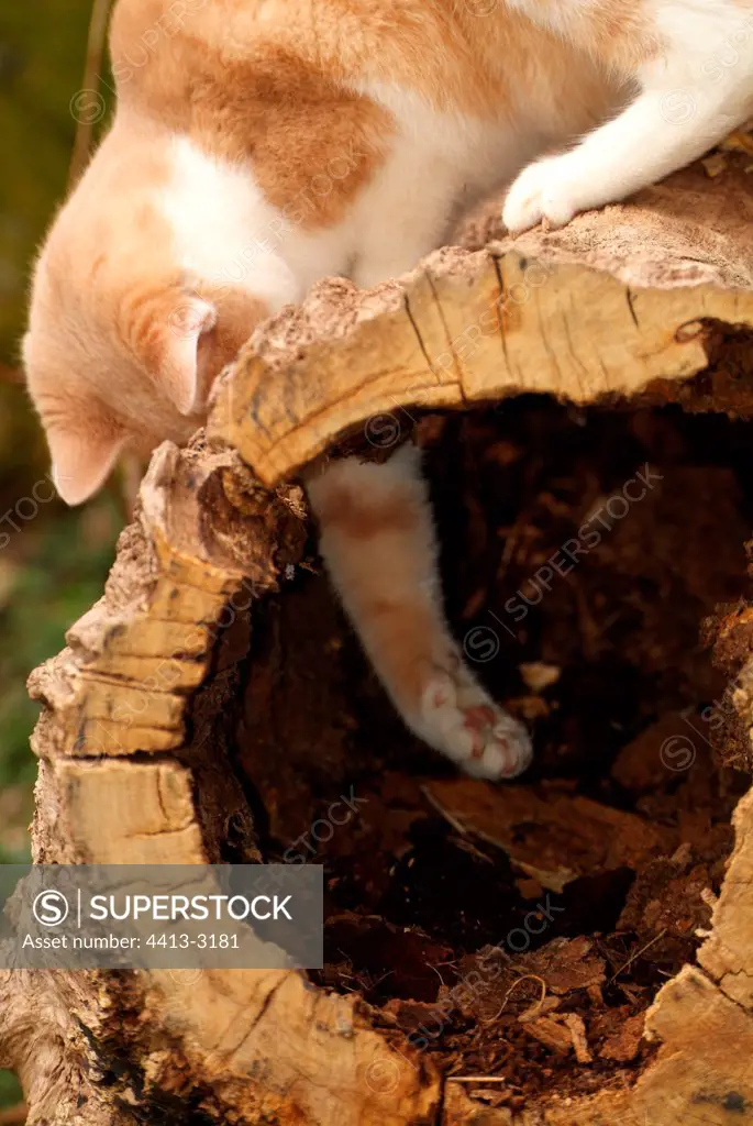 Cat playing on a cut and hollow tree trunk