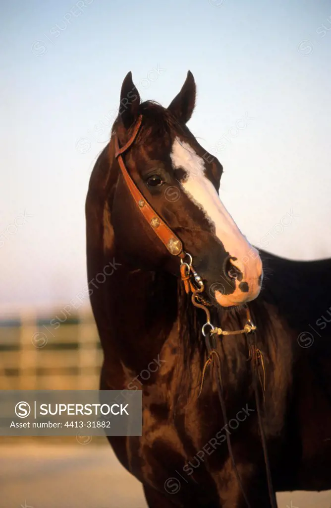 Portrait of a quarter horse chestnut stallion wearing a net