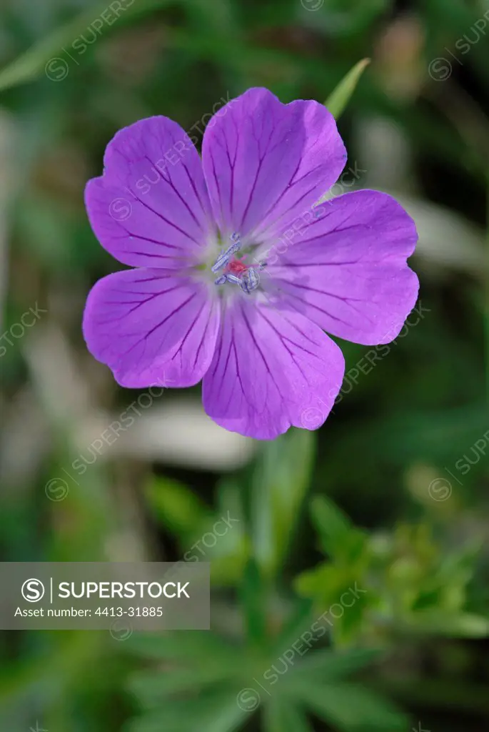 Bloody geranium in bloom Alsace France