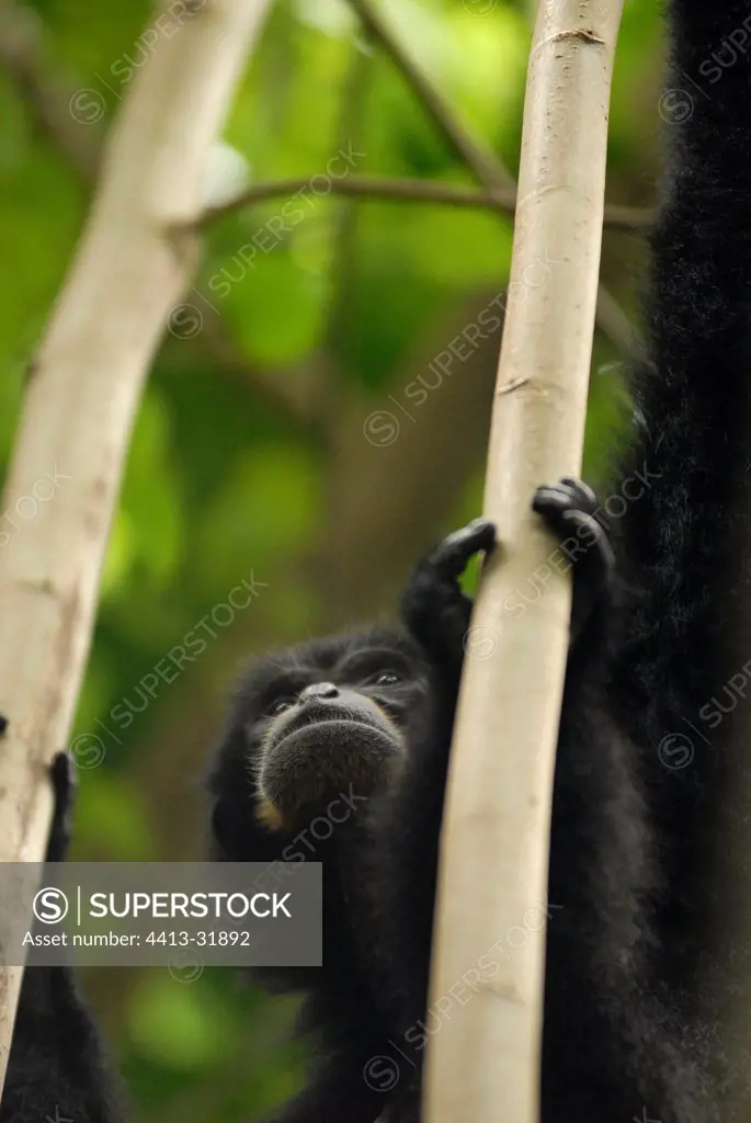 Siamang in the sanctuary of Kalaweit in Sumatra