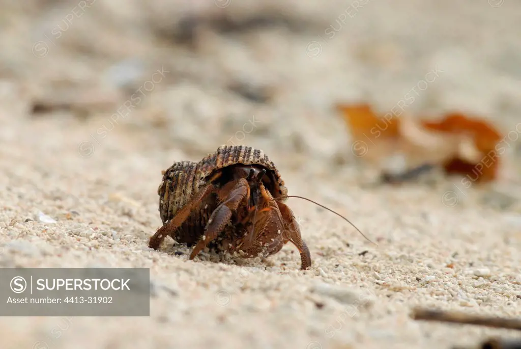 Hermit crab on a beach in Sumatra, Indonesia