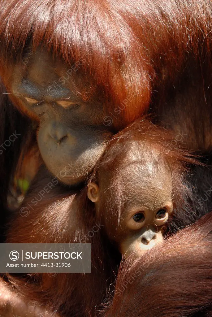 Young orangutan in the arms of her mother Singapore