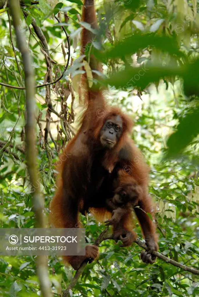 Mother and her young orangutan in the rainforest