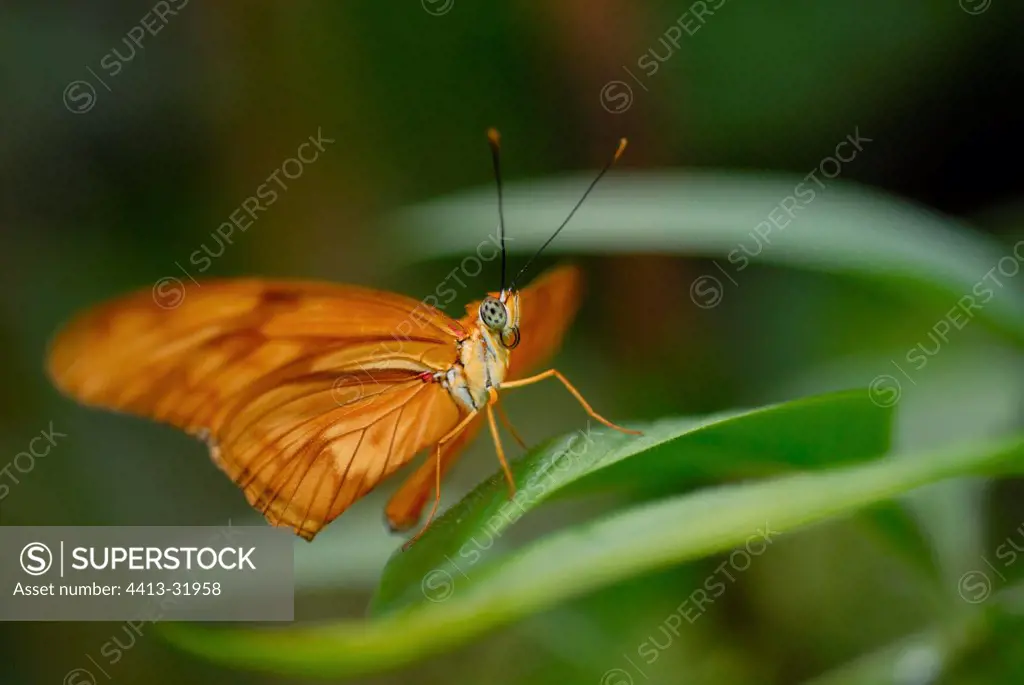 Julia Butterfly exotic Dryas in a tropical Serre