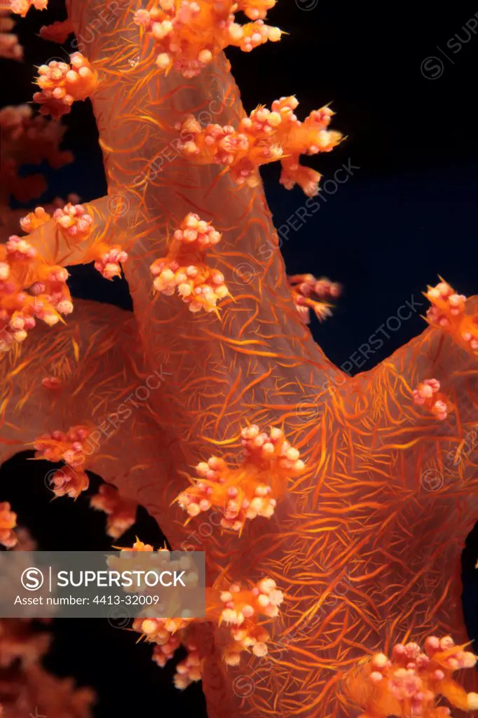 Soft coral in Red Sea Egypt